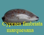 Cypraea fimbriata marquesana, Lorenz 2002